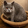 cat, gray_cat, amber_eyes, basket, woven_basket, feline, pet, indoor, wooden_table, close_up, fur, whiskers, ears, animal, domestic_cat, cute, portrait, sitting, cozy, soft_light
