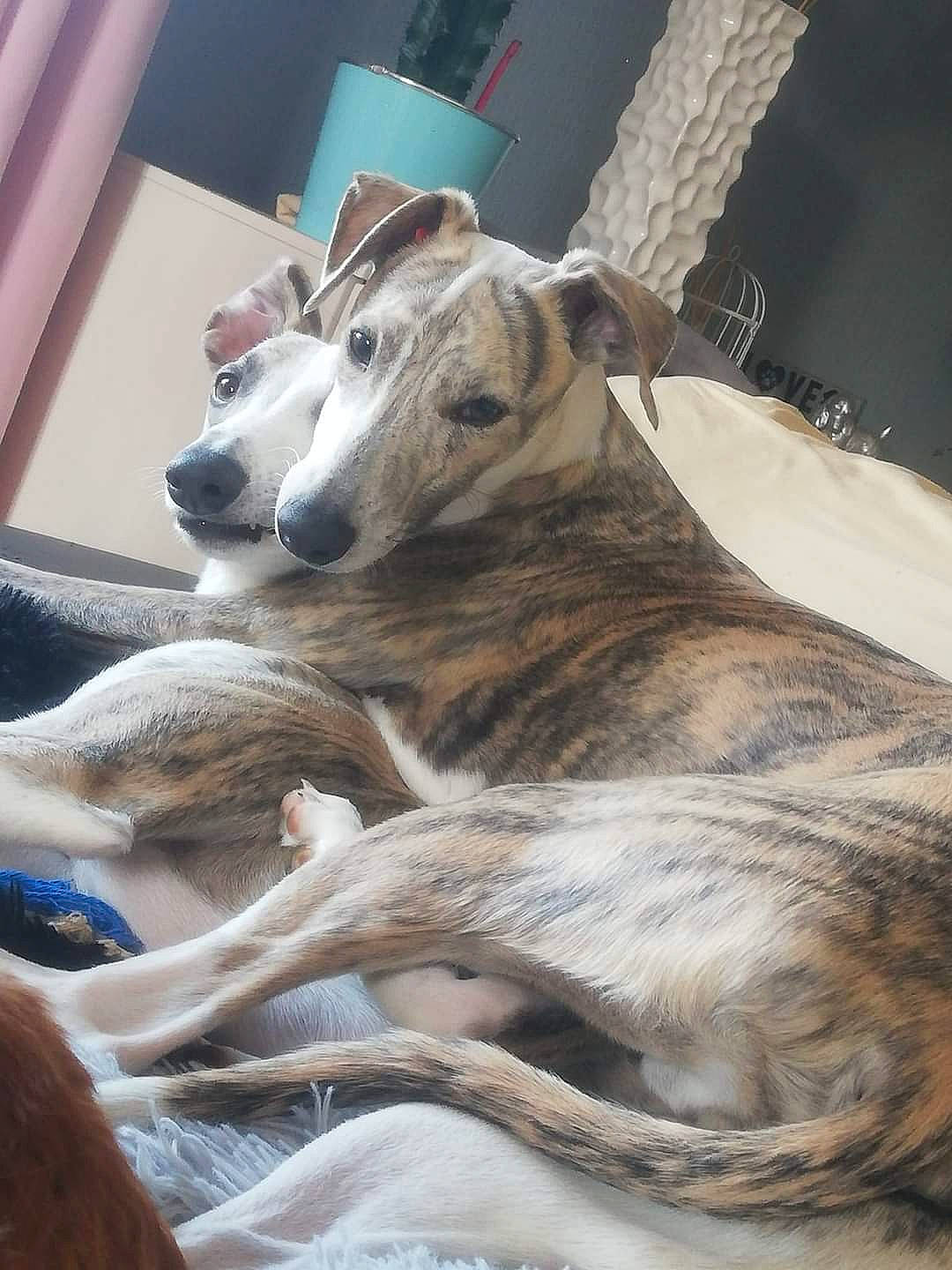 Saiko participe au concours pour gagner de l'argent avec cette photo : canidae, carnivore, comfort, companion_dog, dog, dog_breed, fawn, fur, non_sporting_group, sighthound, snout, sporting_group, terrestrial_animal, whiskers, working_animal