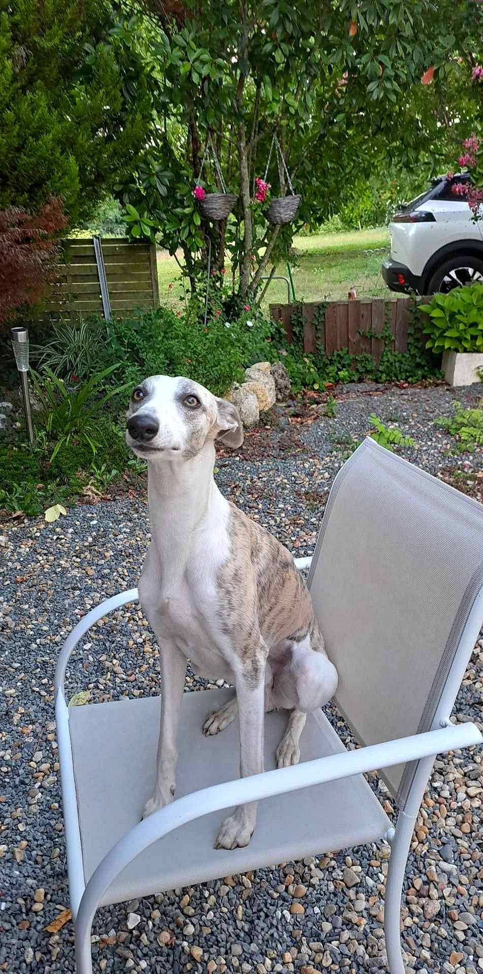 Saiko participe au concours pour gagner de l'argent avec cette photo : canidae, carnivore, chair, collar, companion_dog, dog, dog_breed, dog_collar, dog_supply, fawn, plant, sighthound, snout, sporting_group, tail, tire, tree, vehicle, wheel, working_animal