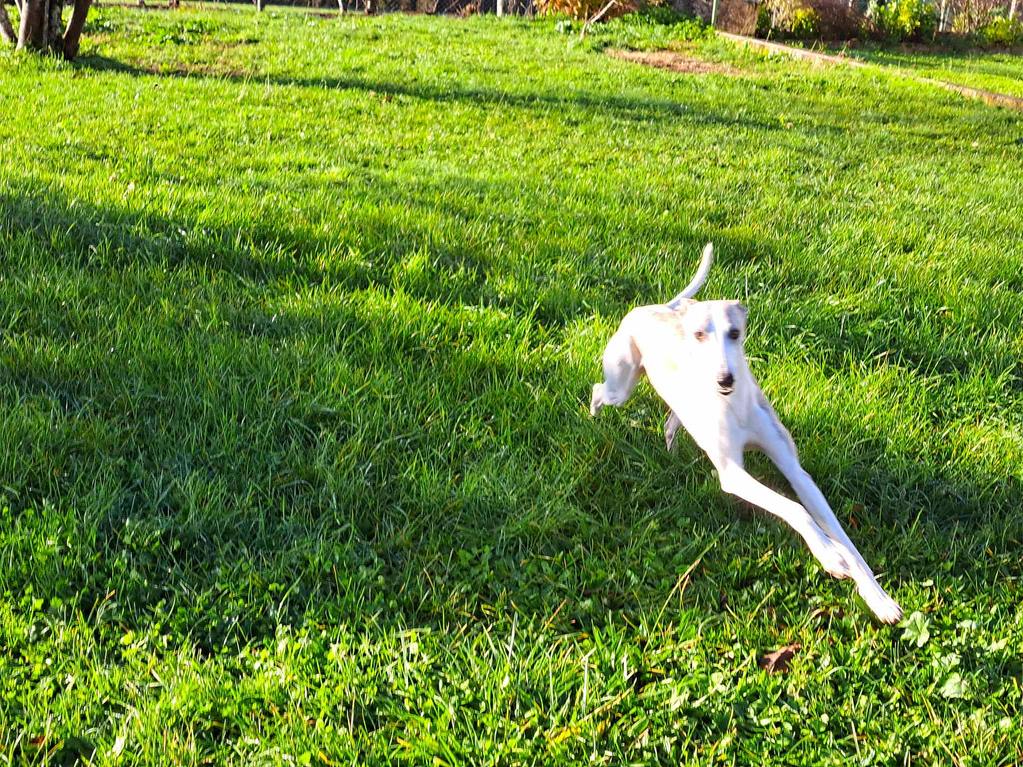 Saiko a rejoint le concours — aidez-le/la à gagner de superbes lots ! carnivore, companion_dog, dog, dog_breed, fawn, field, grass, grass_family, grassland, groundcover, lawn, meadow, natural_landscape, pasture, plant, shrub, tail, terrestrial_animal, tree, working_animal