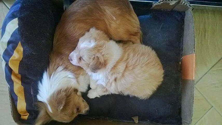 Geolia participe au concours pour gagner de l'argent avec cette photo : canidae, carnivore, cat, companion_dog, dog, dog_breed, fawn, felidae, kitten, mammal, puppy, small_to_medium_sized_cats, sporting_group