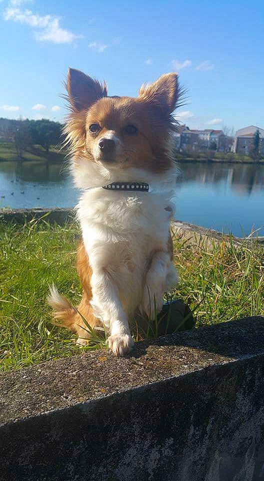 Geolia a rejoint le concours — aidez-le/la à gagner de superbes lots ! canidae, carnivore, collie, companion_dog, dog, dog_breed, elo, fawn, german_spitz, german_spitz_mittel, icelandic_sheepdog, mammal, papillon, pomeranian, spitz, sporting_group, vertebrate