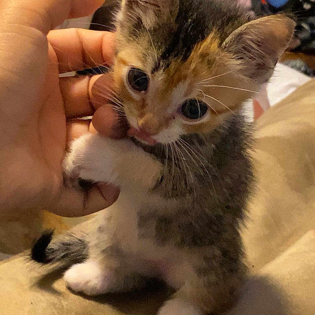 Athena joined the competition — help win amazing prizes! animal, cat, closeup, cute, cute_pet, domestic_animal, feline, fur, hand, indoor, kitten, paw, person, pet, playing, sitting, small, whiskers, young, young_animal