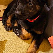 Aïko participe au concours pour gagner de l'argent avec cette photo : animal, black_and_tan, canine, close_up, collar, companion, couch, cute, dog, domestic_animal, fluffy, fur, indoor, paw, pet, puppy, relaxed, resting, yellow_couch, young_dog