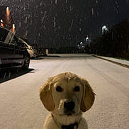 Molly is registered to the contest to win money with this photo: animal, calm, car, collar, cute, dark, dog, golden_retriever, leash, night, outdoor, pet, puppy, quiet, road, sitting, snow, snowfall, street, winter