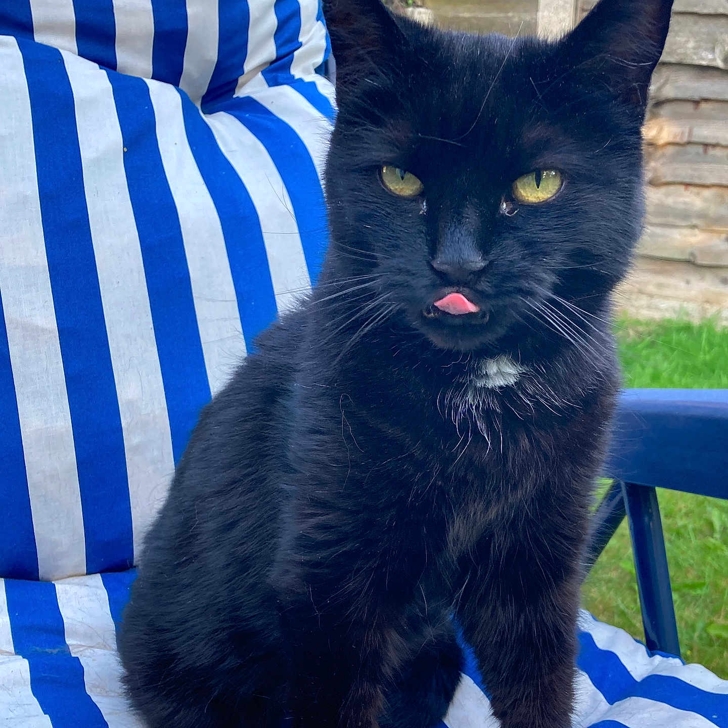 Harley is registered to the contest to win money with this photo: animal, black_cat, blue_and_white, cat, chair, close_up, cute, feline, fur, grass, green_eyes, outdoor, pet, playful, sitting, striped_chair, sunlight, tongue_out, whiskers, wooden_fence