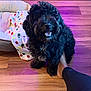 Sevyn joined the competition — help win amazing prizes! dog, black_dog, curly_fur, pet, indoor, wooden_floor, dog_bed, blanket, polka_dot, human_foot, leg, playful, happy, smiling_dog, cozy, home, animal, fur, companion, casual