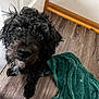 Sevyn is registered to the contest to win money with this photo: dog, wet, curly_fur, black_dog, floor, wooden_floor, towel, green_towel, pet, animal, indoor, looking_up, close_up, fur, canine, cute, domestic_animal, companion, curious, sitting
