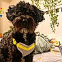 dog, black_dog, curly_fur, yellow_harness, bed, blanket, stars, ivy, indoor, pet, cozy, furniture, wall, decor, animal, cute, fur, sitting, closeup, companion