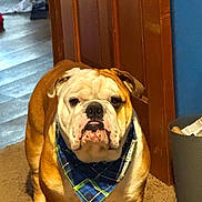 Max is registered to the contest to win money with this photo: dog, bulldog, pet, wrinkles, bandana, plaid, collar, sitting, indoors, portrait, brown_fur, white_face, short_snout, floppy_ears, floor, carpet, wooden_door, wastebasket, funny_expression, animal_photography