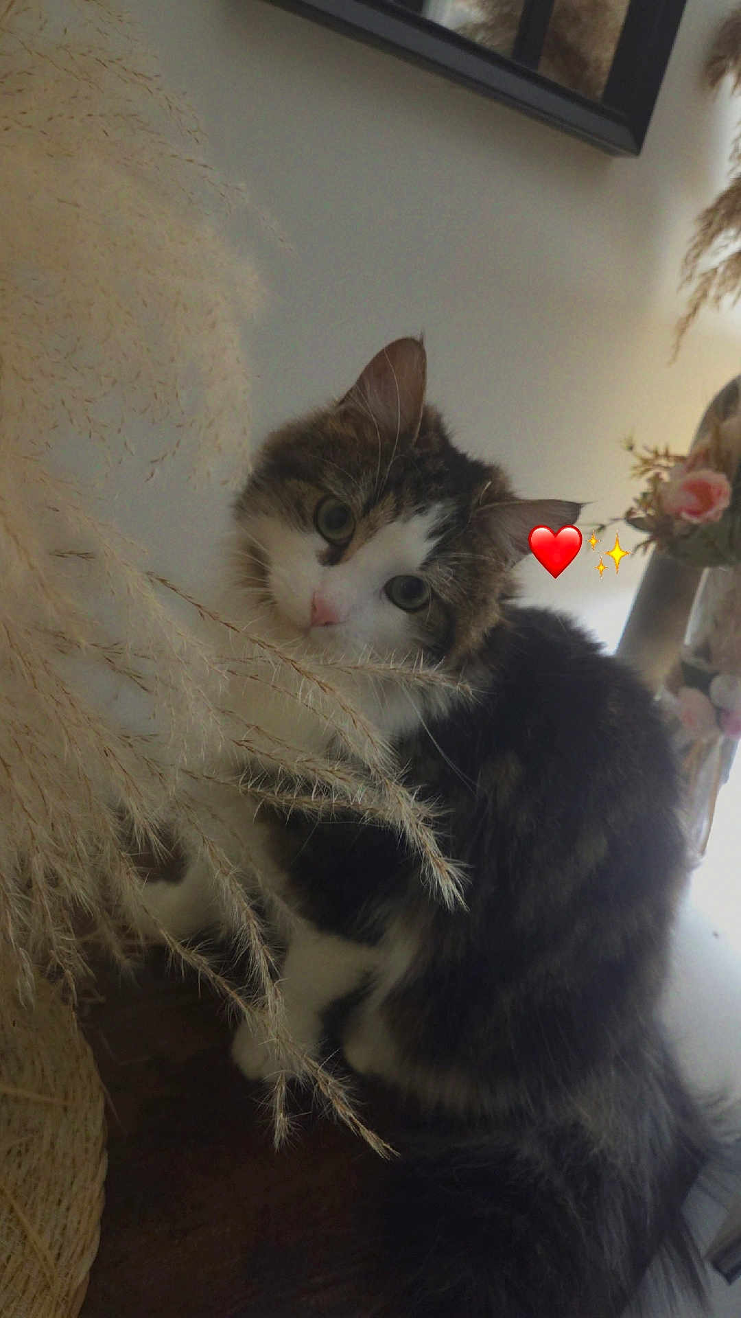 Rose participe au concours pour gagner de l'argent avec cette photo : cat, fluffy, indoor, plant, dried_plant, curious, heart_emoji, sparkle_emoji, pet, feline, whiskers, cute, domestic_animal, portrait, animal, soft_light, cozy, closeup, tabby, white_paws