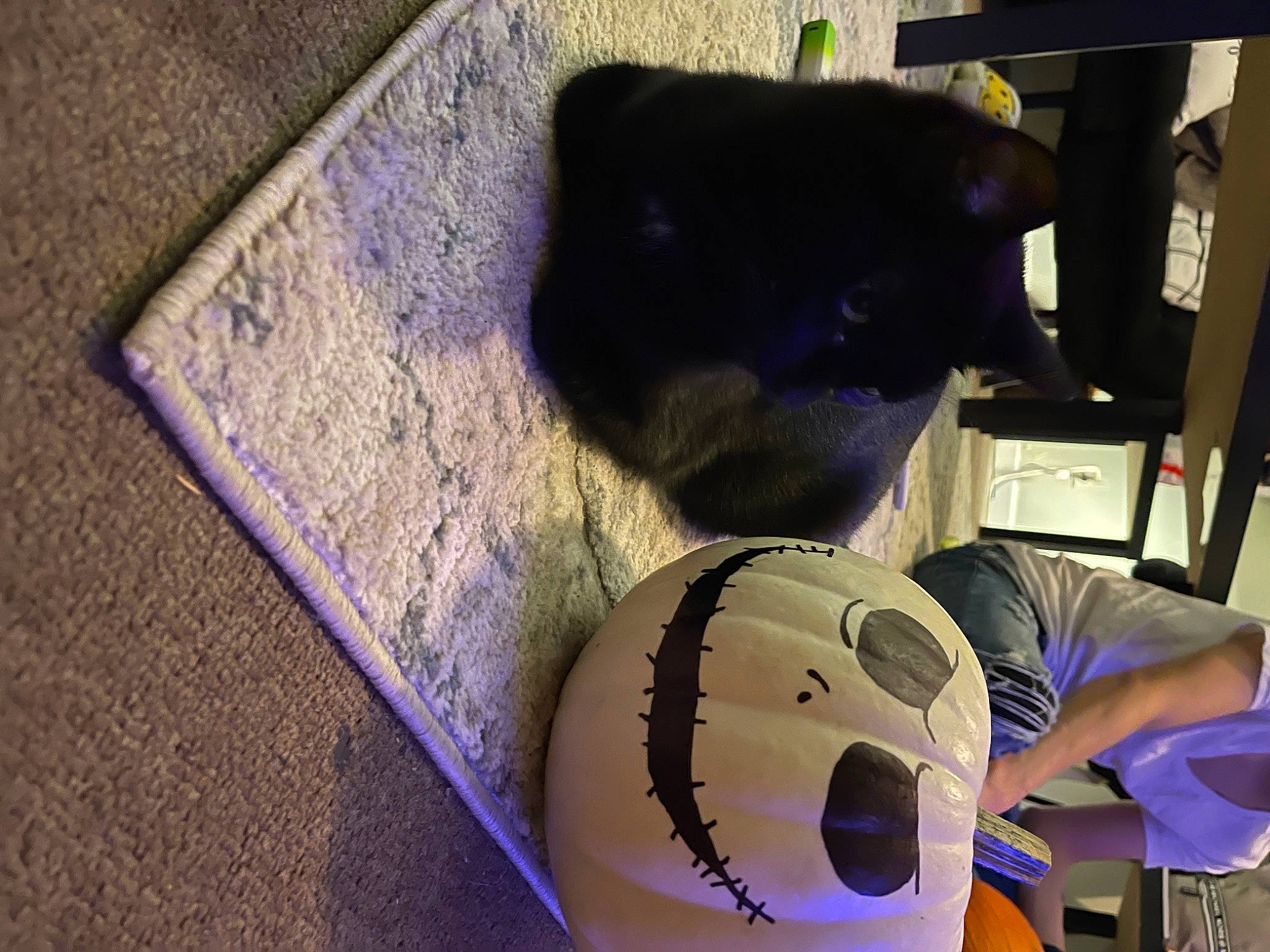 Ivy is registered to the contest to win money with this photo: cap, cat, chair, design, drum, electric_blue, felidae, flooring, fur, hat, helmet, personal_protective_equipment, purple, room, small_to_medium_sized_cats, sports_equipment, sports_gear, toy, whiskers, wood