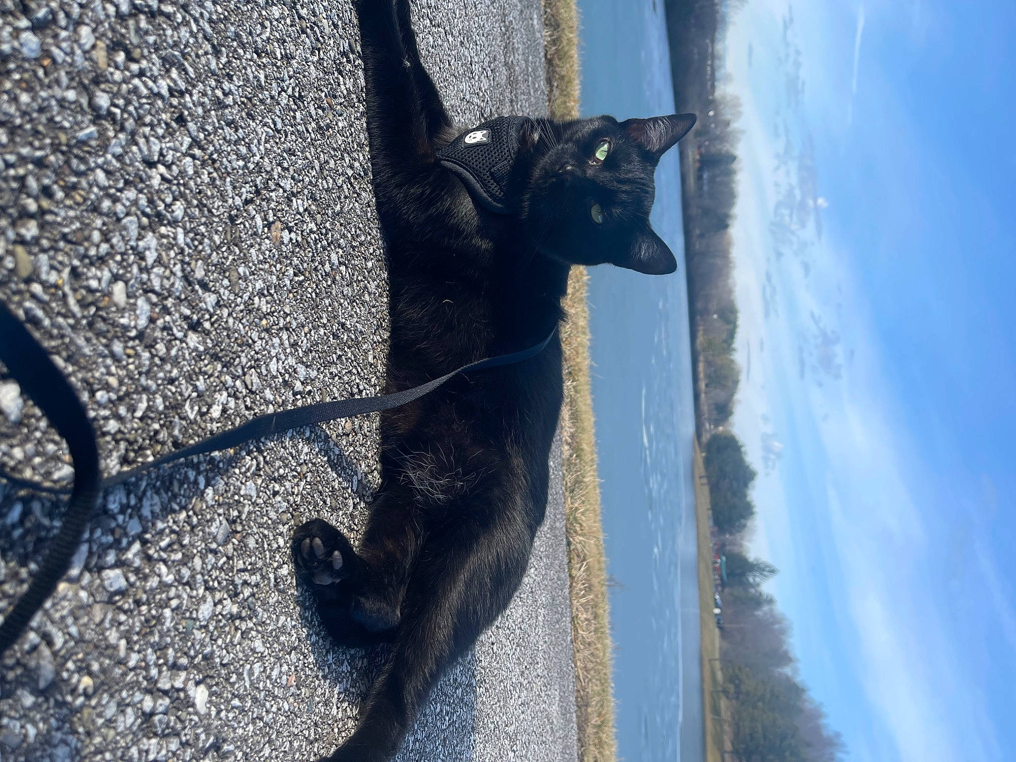 Ivy joined the competition — help win amazing prizes! art, automotive_tire, blue, carnivore, cloud, dog_breed, felidae, road_surface, sculpture, sky, small_to_medium_sized_cats, snout, sporting_group, statue, tail, tree, water, whiskers, window, wood