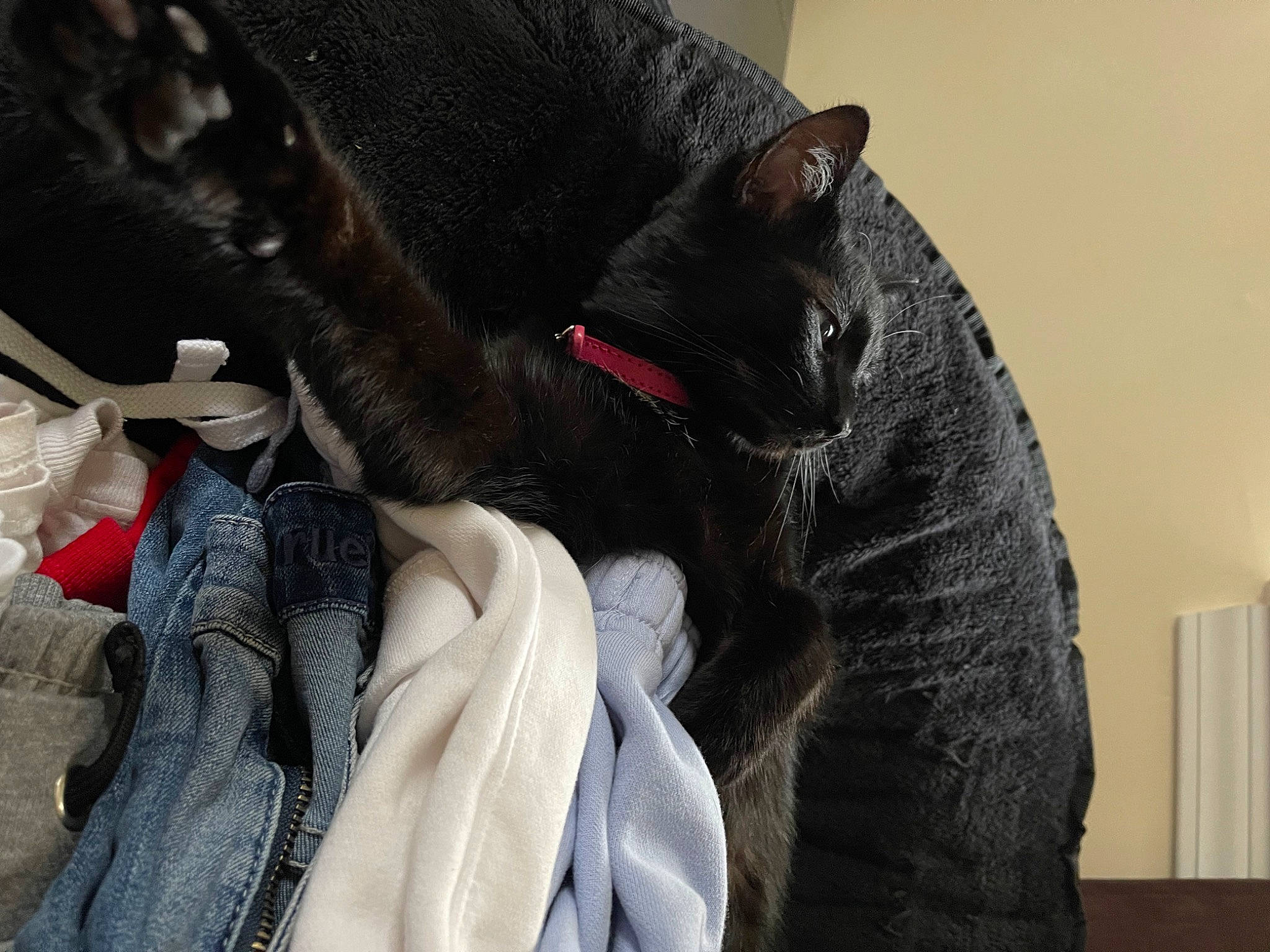 Ivy joined the competition — help win amazing prizes! black_cat, canidae, carmine, carnivore, cat, collar, comfort, denim, dog_breed, domestic_short_haired_cat, felidae, fur, grey, headgear, mammal, small_to_medium_sized_cats, snout, tail, vertebrate, whiskers