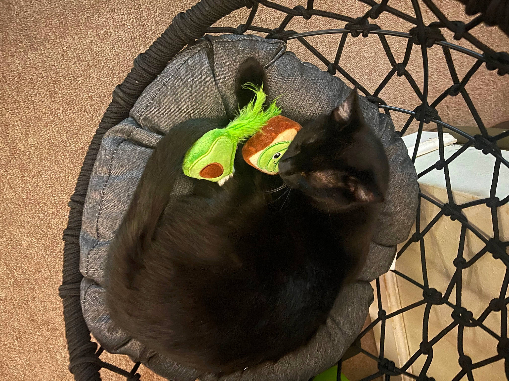 Ivy joined the competition — help win amazing prizes! animal_shelter, black_cat, carnivore, cat, cat_supply, comfort, dog_breed, dog_supply, felidae, fence, grass, kennel, mesh, pet_supply, small_to_medium_sized_cats, snout, sporting_group, tail, terrestrial_animal, wire_fencing