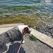 Patches joined the competition — help win amazing prizes! dog, leash, water, pavement, outdoor, sunny, collar, pet, animal, nature, river, rocks, grass, daylight, canine, walking, side_view, happy, summer, shore