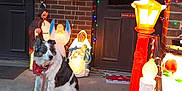 Patches joined the competition — help win amazing prizes! dog, porch, christmas_lights, nativity_scene, angel_figurines, lamp_post, bandana, leash, brick_wall, door, holiday_decorations, night, concrete, festive, glowing_lights, outdoor, pet, decoration, celebration, winter