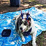Patches joined the competition — help win amazing prizes! dog, outdoor, blanket, blue, festive, headgear, star, animal, pet, grass, shade, happy, sitting, canine, nature, ground, celebration, playful, fur, accessory