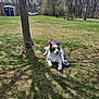 Patches joined the competition — help win amazing prizes! dog, grass, tree, leash, bunny_ears, bandana, park, person, picnic_table, outdoor, spring, sunlight, shadow, retractable_leash, pet, animal, nature, canine, walking, daytime