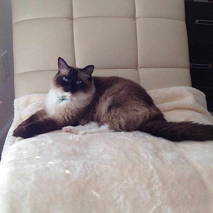 Nicolas