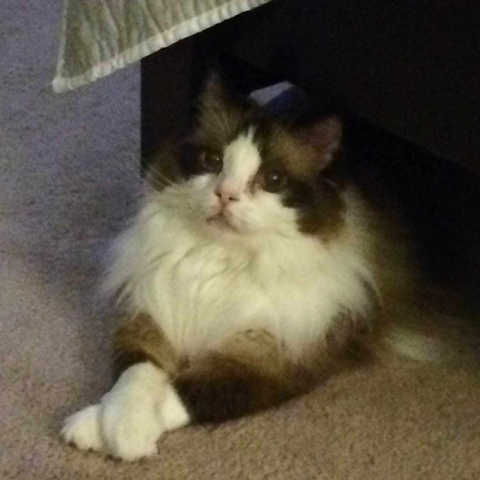 Capt Jack