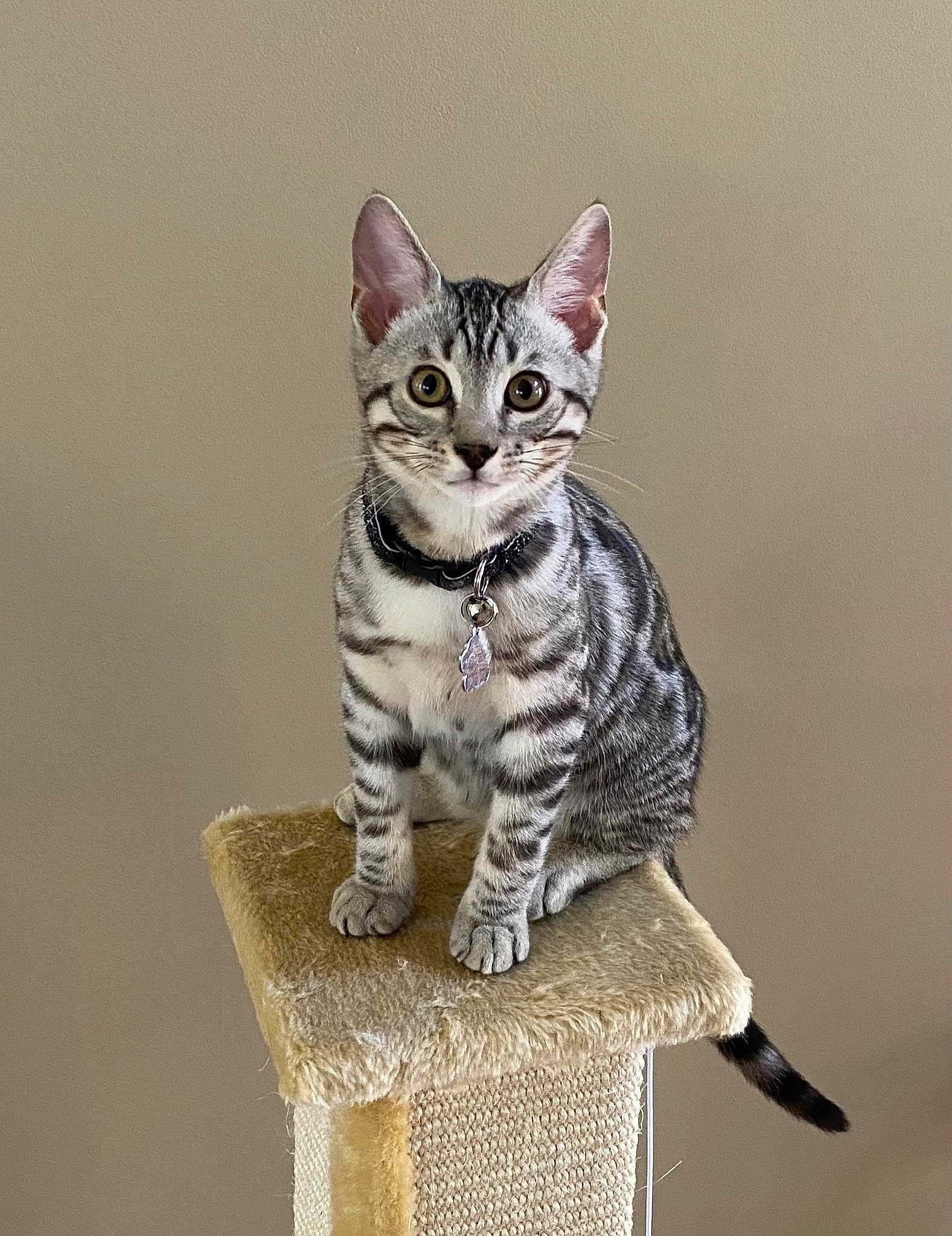 Benjen is registered to the contest to win money with this photo: art, carnivore, cat, domestic_short_haired_cat, felidae, fur, grey, paw, sculpture, sitting, small_to_medium_sized_cats, snout, tail, terrestrial_animal, whiskers, wildlife, wood