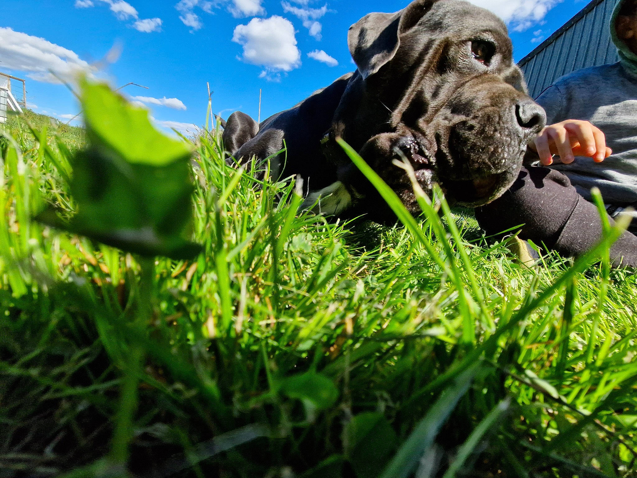 Scoubi participe au concours pour gagner de l'argent avec cette photo : canidae, carnivore, cloud, companion_dog, cumulus, dog, dog_breed, dog_collar, grass, grass_family, grassland, gun_dog, people_in_nature, personal_protective_equipment, plant, retriever, sky, snout, sporting_group, working_animal