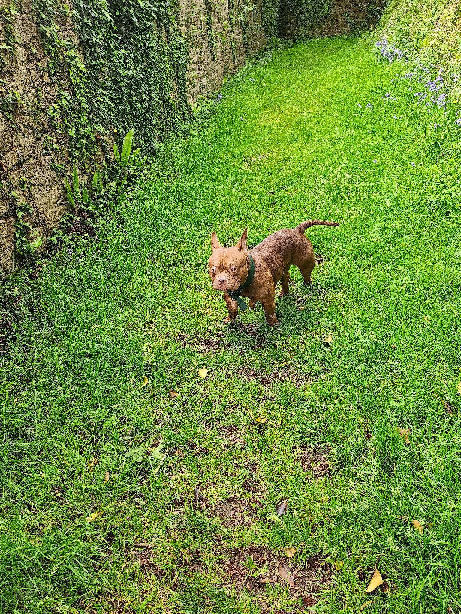 Thor participe au concours pour gagner de l'argent avec cette photo : carnivore, companion_dog, dog, dog_breed, fawn, garden, grass, grassland, groundcover, irish_terrier, lawn, liver, pasture, plant, shrub, tail, terrestrial_animal, water_dog, welsh_terrier, working_animal