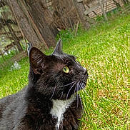 Dipstick joined the competition — help win amazing prizes! cat, animal, black_cat, white_chest, grass, outdoor, nature, fence, wood, pet, whiskers, closeup, profile, yellow_eyes, relaxed, daylight, greenery, mammal, fur, resting