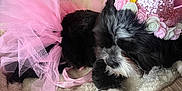Bella is registered to the contest to win money with this photo: dog, pet, bed, tutu, pink, crown, flower, costume, black_and_white, fur, indoor, blanket, cute, sleepy, cozy, small_dog, decor, resting, animal, celebration