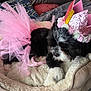 dog, pet, bed, tutu, pink, crown, flower, costume, black_and_white, fur, indoor, blanket, cute, sleepy, cozy, small_dog, decor, resting, animal, celebration