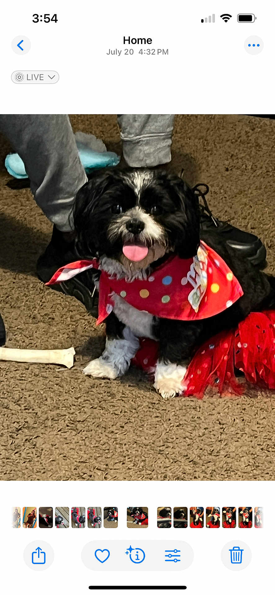 Bella joined the competition — help win amazing prizes! dog, black_and_white, bandana, tutu, red, polka_dot, tongue_out, pet, outdoor, carpet, toy, bone, person, legs, footwear, casual_clothing, happy, sitting, small_dog, playful
