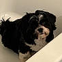 Bella is registered to the contest to win money with this photo: dog, pet, bathtub, black_and_white, fluffy, curious, indoor, animal, fur, small_dog, cute, looking_up, bathroom, puppy, domestic_animal, companion, resting, white_background, close_up, paw