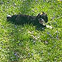 Bella joined the competition — help win amazing prizes! dog, grass, flowers, butterfly, outdoor, sunlight, nature, animal, pet, black_and_white, resting, meadow, spring, greenery, cute, tongue_out, small_butterfly, happy, summer, peaceful