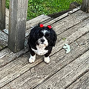Bella joined the competition — help win amazing prizes! dog, black_and_white, red_bows, wooden_steps, grass, outdoor, pet, animal, cute, small_dog, fur, ears, sitting, looking_up, nature, daylight, wood_texture, paw, companion, calm