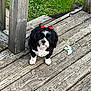 dog, black_and_white, red_bows, wooden_steps, grass, outdoor, pet, animal, cute, small_dog, fur, ears, sitting, looking_up, nature, daylight, wood_texture, paw, companion, calm