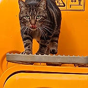 Athena a rejoint le concours — aidez-le/la à gagner de superbes lots ! animal, cat, caution_sign, closeup, curious, green_eyes, head, licking_lips, metal_surface, outdoor, paws, pet, portrait, step, striped_fur, tabby_cat, vehicle, walking, whiskers, yellow_vehicle