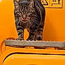 animal, cat, caution_sign, closeup, curious, green_eyes, head, licking_lips, metal_surface, outdoor, paws, pet, portrait, step, striped_fur, tabby_cat, vehicle, walking, whiskers, yellow_vehicle