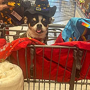 Ollie joined the competition — help win amazing prizes! animal, blanket, colorful, cute, dog, fabric, hand, hat, indoors, leash, person, pet, pet_accessory, playful, retail, shopping_cart, small_dog, store, tongue_out, witch_hat