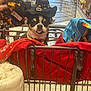animal, blanket, colorful, cute, dog, fabric, hand, hat, indoors, leash, person, pet, pet_accessory, playful, retail, shopping_cart, small_dog, store, tongue_out, witch_hat