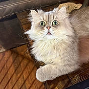 Griswold joined the competition — help win amazing prizes! cat, fluffy, wide_eyes, indoor, wooden_surface, leather_couch, pet, fur, close_up, surprised_expression, whiskers, paw, domestic_animal, home, animal, feline, relaxed, soft_fur, curious, mammal