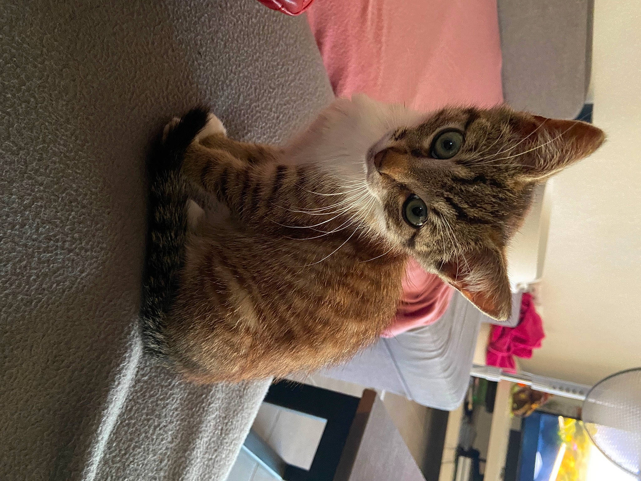 Jafar a rejoint le concours — aidez-le/la à gagner de superbes lots ! carnivore, cat, claw, domestic_short_haired_cat, ear, fawn, felidae, fur, kitchen_utensil, mechanical_fan, paw, small_to_medium_sized_cats, tail, whiskers