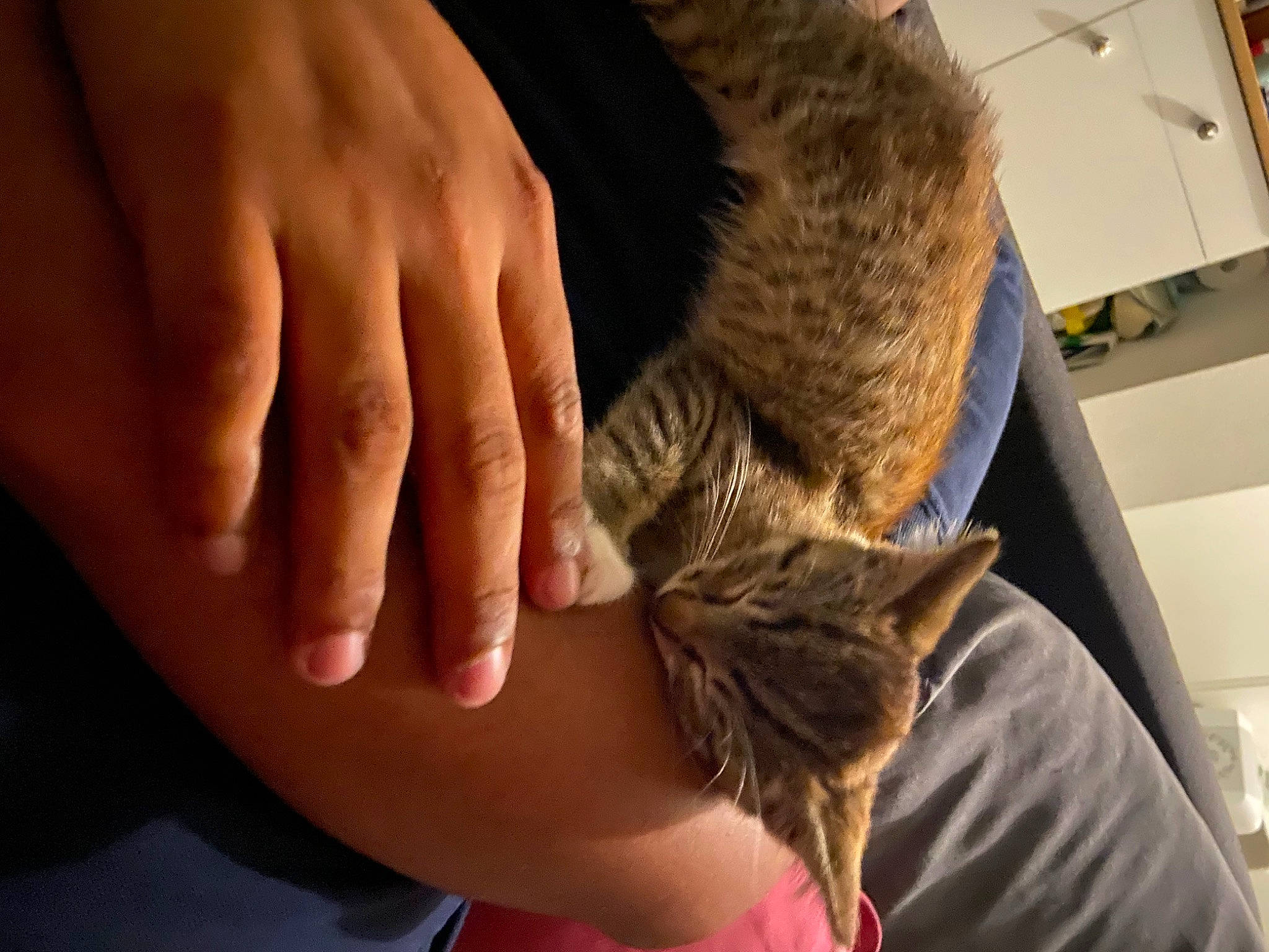 Jafar participe au concours pour gagner de l'argent avec cette photo : carnivore, cat, child, claw, comfort, domestic_short_haired_cat, elbow, fawn, felidae, fur, gesture, human_leg, nail, nap, paw, small_to_medium_sized_cats, tail, whiskers, wildlife, wrist