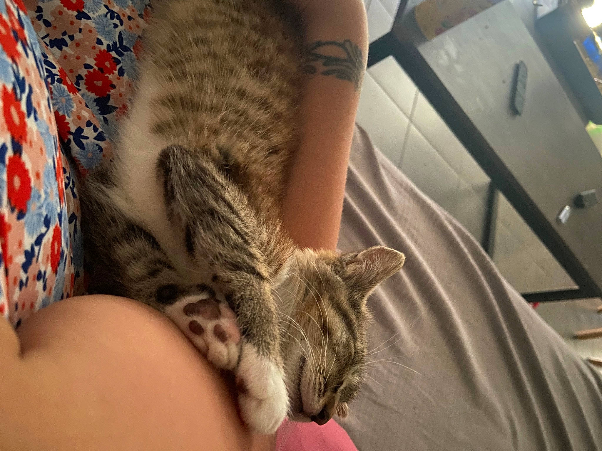 Jafar participe au concours pour gagner de l'argent avec cette photo : carnivore, cat, claw, comfort, couch, domestic_short_haired_cat, felidae, fur, grey, human_leg, mammal, nail, paw, small_to_medium_sized_cats, snout, tail, textile, thigh, vertebrate, whiskers