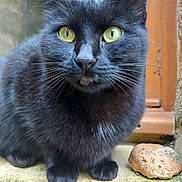 Black Sabbath a rejoint le concours — aidez-le/la à gagner de superbes lots ! black_cat, cat, animal, pet, yellow_eyes, window, stone_ledge, moss, outdoor, fur, whiskers, closeup, portrait, sitting, curious, feline, nature, mammal, domestic_animal, quiet