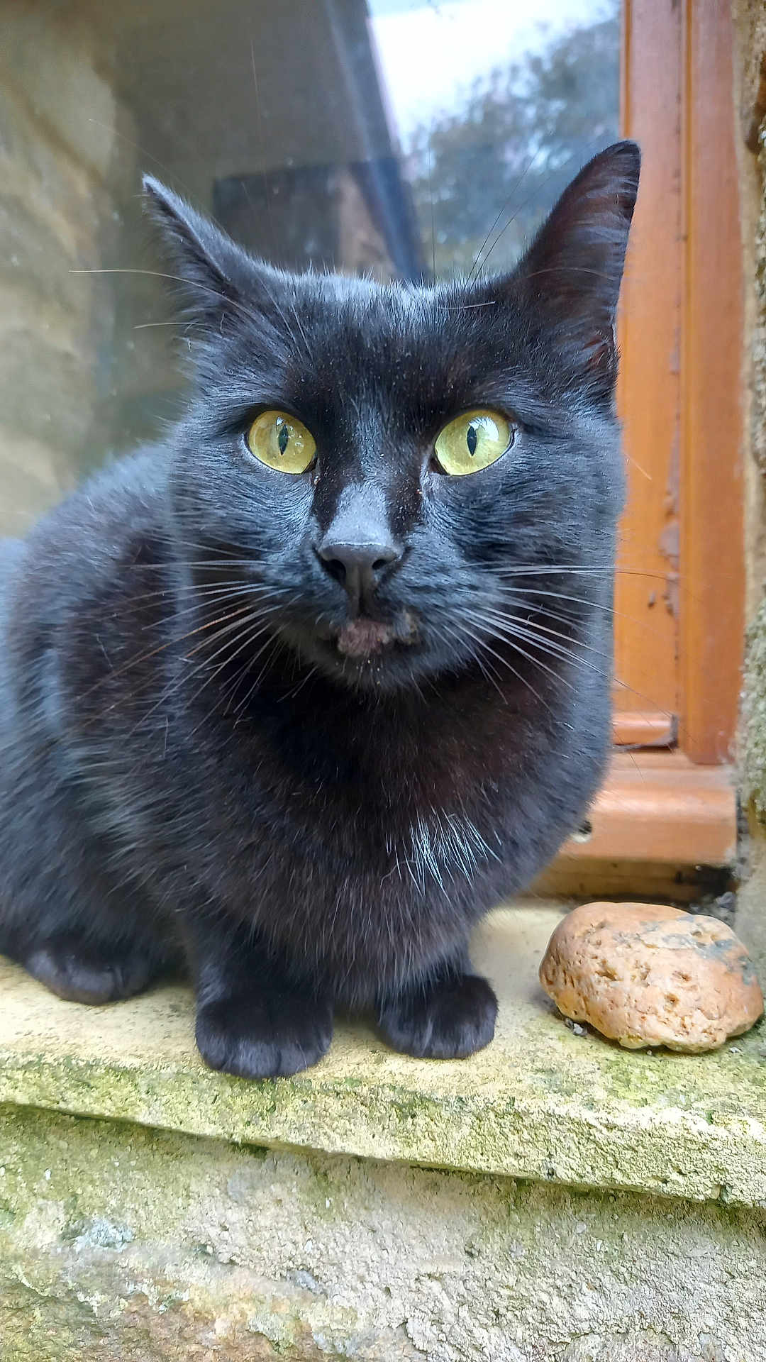Black Sabbath a rejoint le concours — aidez-le/la à gagner de superbes lots ! black_cat, cat, animal, pet, yellow_eyes, window, stone_ledge, moss, outdoor, fur, whiskers, closeup, portrait, sitting, curious, feline, nature, mammal, domestic_animal, quiet