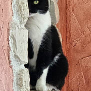 Aya participe au concours pour gagner de l'argent avec cette photo : cat, black_and_white, tuxedo_cat, green_eye, stone_wall, rustic, texture, peeking, curious, animal, pet, feline, portrait, closeup, outdoor, colorful, contrast, window, sitting, whiskers
