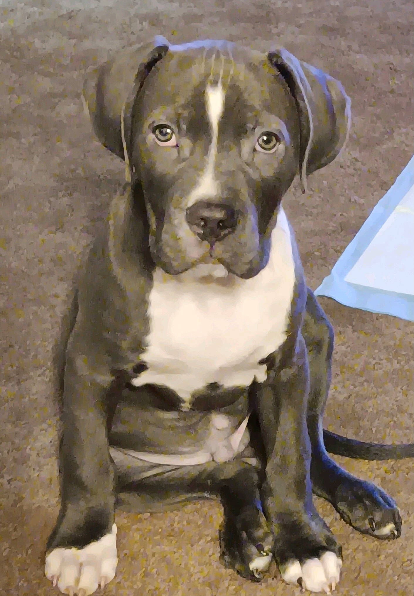 Bullet is registered to the contest to win money with this photo: canidae, carnivore, collar, companion_dog, dog, dog_breed, dog_collar, fawn, hunting_dog, liver, non_sporting_group, pet_supply, snout, sporting_group, terrestrial_animal, whiskers, working_animal, working_dog