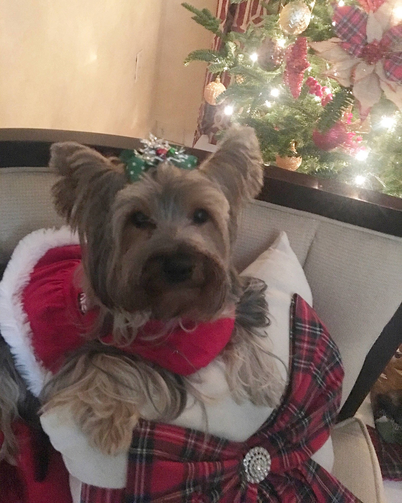 Belle is registered to the contest to win money with this photo: carnivore, christmas, christmas_decoration, christmas_eve, christmas_ornament, christmas_tree, companion_dog, dog, dog_breed, dog_supply, event, fawn, fur, holiday, holiday_ornament, ornament, pattern, plaid, tartan, working_animal
