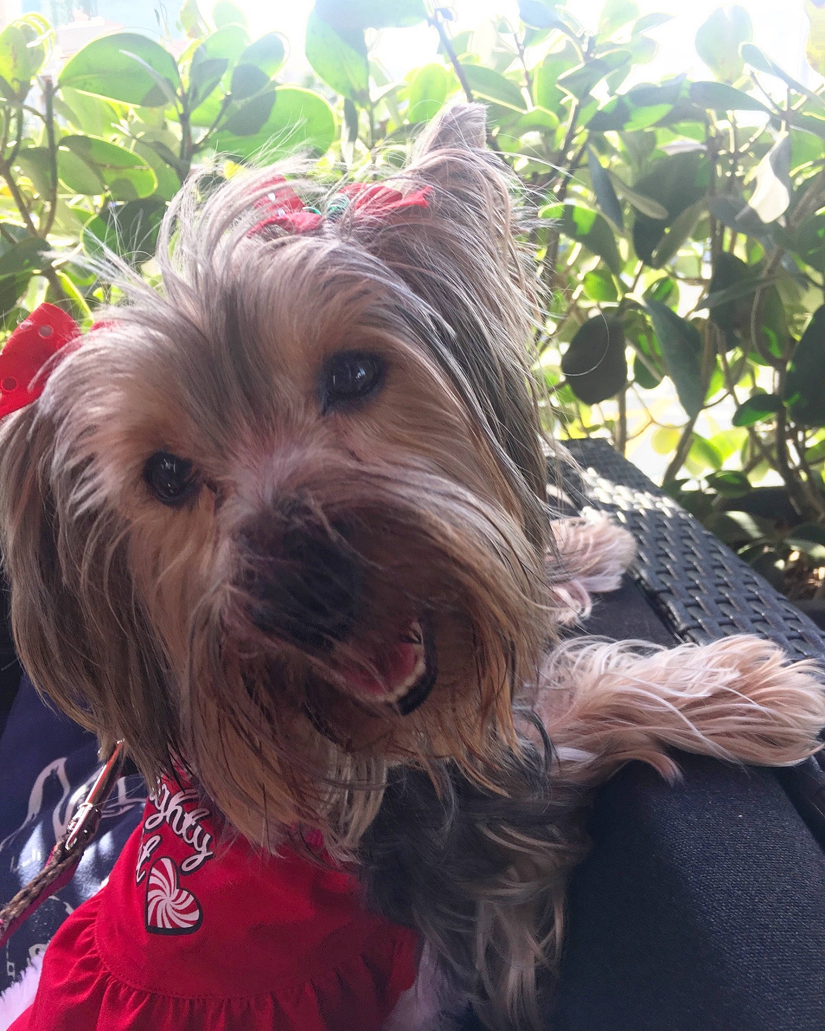 Belle joined the competition — help win amazing prizes! canidae, carnivore, collar, companion_dog, dog, dog_breed, dog_clothes, dog_collar, dog_supply, grass, happy, liver, plant, small_terrier, snout, sporting_group, terrier, toy_dog, working_animal, yorkshire_terrier